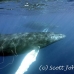 whale_humpback_h_00233_dom3634.jpg